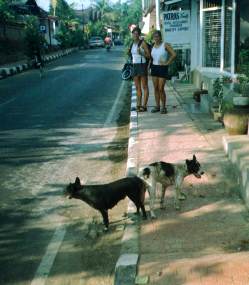 Two doggs in a street of Ubud