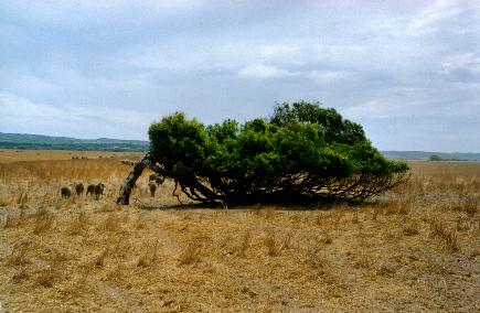 The windiest city in the world